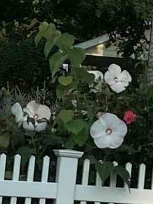 Hibiscus (Hibiscus)(Hibiscus)