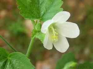 Hibiscus (Hibiscus)(Hibiscus)