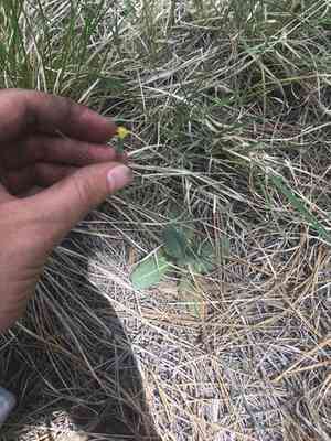 Yellow hawkweed(Hieracium fendleri)