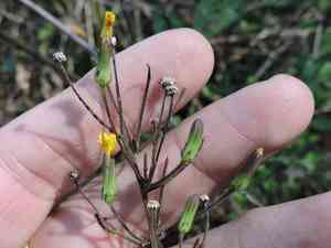 Queen-devil(Hieracium gronovii)