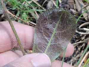 Queen-devil(Hieracium gronovii)