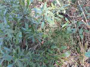 Queen-devil(Hieracium gronovii)