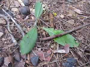 Queen-devil(Hieracium gronovii)