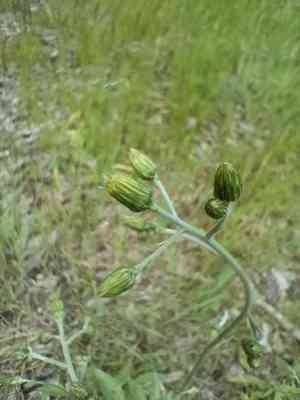 Common hawkweed(Hieracium lachenalii)