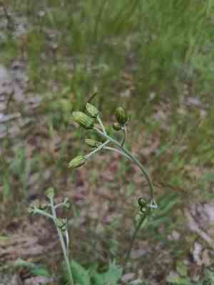 Common hawkweed(Hieracium lachenalii)