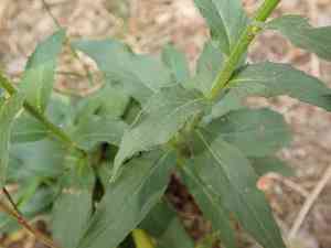 Common hawkweed(Hieracium lachenalii)