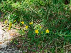 Smooth hawkweed(Hieracium laevigatum)