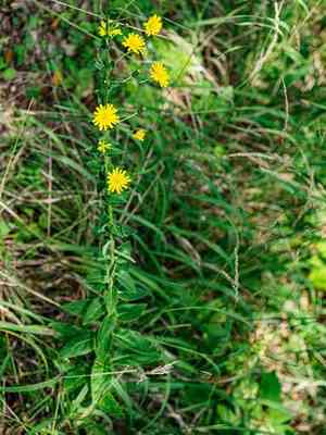 Smooth hawkweed(Hieracium laevigatum)