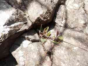 Spotted hawkweed(Hieracium maculatum)
