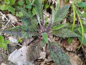 Spotted hawkweed(Hieracium maculatum)