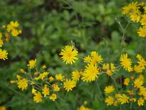 Spotted hawkweed(Hieracium maculatum)