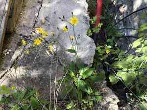 Wall hawkweed(Hieracium murorum)