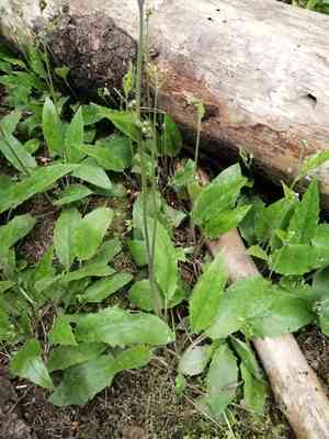 Wall hawkweed(Hieracium murorum)