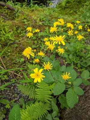 Wall hawkweed(Hieracium murorum)