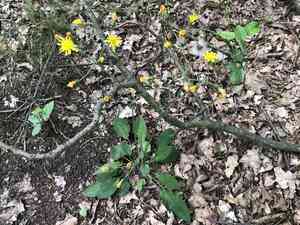 Wall hawkweed(Hieracium murorum)