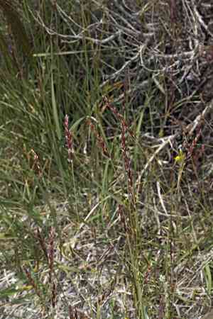 James' galleta(Hilaria jamesii)