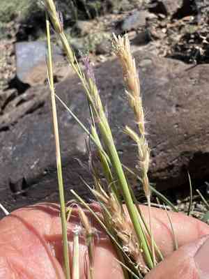 James' galleta(Hilaria jamesii)