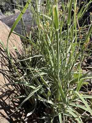 James' galleta(Hilaria jamesii)