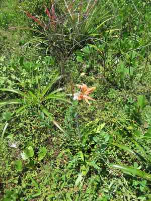 Striped barbados lily(Hippeastrum striatum)