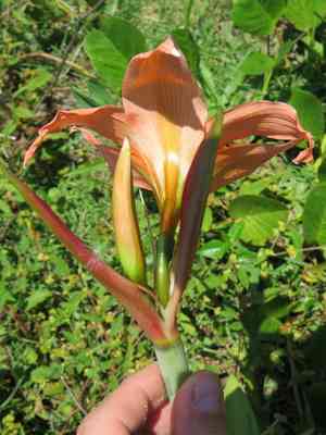 Striped barbados lily(Hippeastrum striatum)