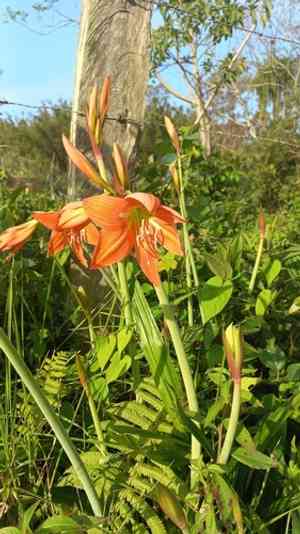 Striped barbados lily(Hippeastrum striatum)