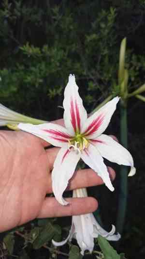 Barbados lily(Hippeastrum vittatum)