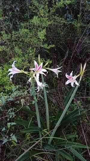 Barbados lily(Hippeastrum vittatum)
