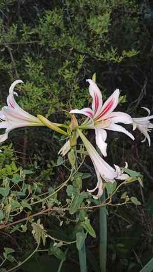 Barbados lily(Hippeastrum vittatum)