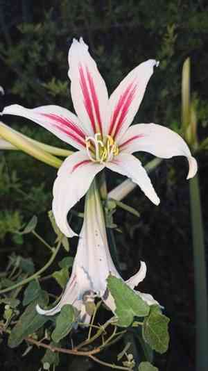 Barbados lily(Hippeastrum vittatum)