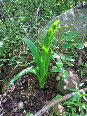 Amaryllis (Hippeastrum)(Hippeastrum)