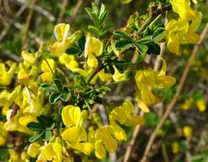 Scorpion senna(Hippocrepis emerus)