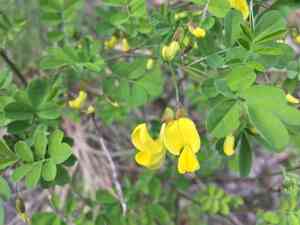 Scorpion senna(Hippocrepis emerus)