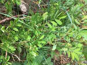 Scorpion senna(Hippocrepis emerus)
