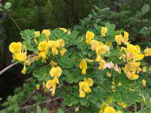Scorpion senna(Hippocrepis emerus)