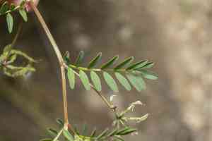 Many-flowered horseshoe vetch(Hippocrepis multisiliquosa)