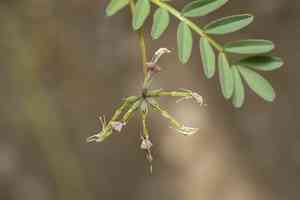 Many-flowered horseshoe vetch(Hippocrepis multisiliquosa)