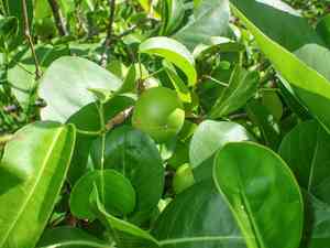 Manchineel(Hippomane mancinella)
