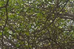 Manchineel(Hippomane mancinella)