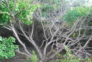 Manchineel(Hippomane mancinella)