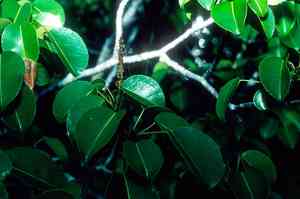 Manchineel(Hippomane mancinella)