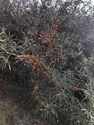 Sea-buckthorn(Hippophae rhamnoides)
