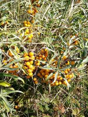Sea-buckthorn(Hippophae rhamnoides)
