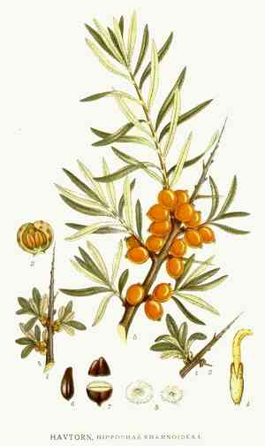 Sea-buckthorn(Hippophae rhamnoides)