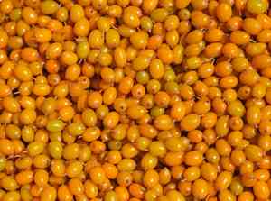 Sea-buckthorn(Hippophae rhamnoides)