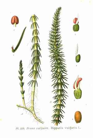 Common mare's-tail(Hippuris vulgaris)