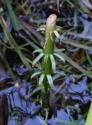 Common mare's-tail(Hippuris vulgaris)