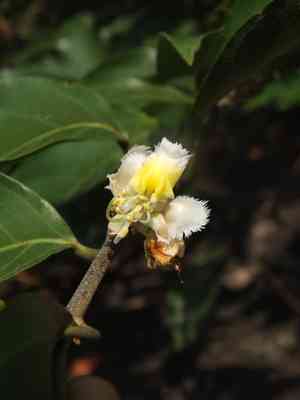 Helicopter flower(Hiptage benghalensis)