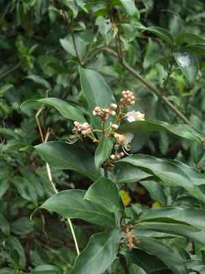 Helicopter flower(Hiptage benghalensis)