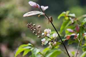 Helicopter flower(Hiptage benghalensis)