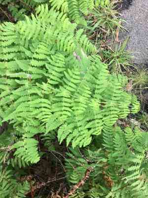 Batwing fern(Histiopteris incisa)